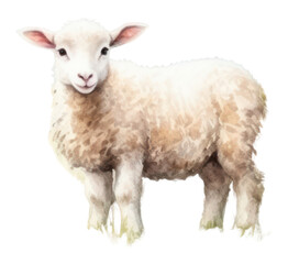Fototapeta premium PNG Livestock animal mammal sheep.