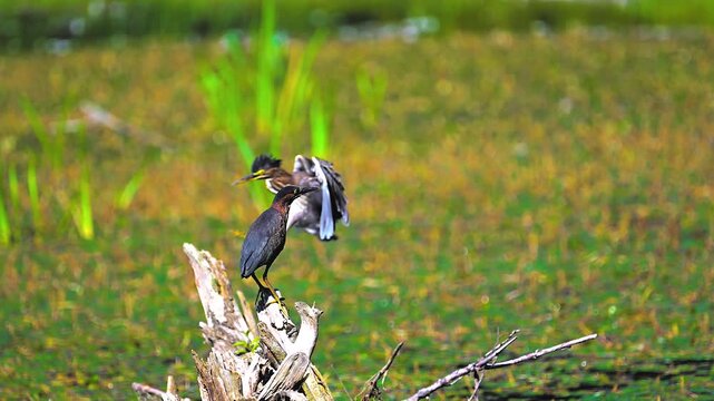 A mated pair of two green herons together at Cole Park Lake in Windsor in Upstate NY.  Nice summer day at the park where two bitterns are enjoying the warm temperatures. 