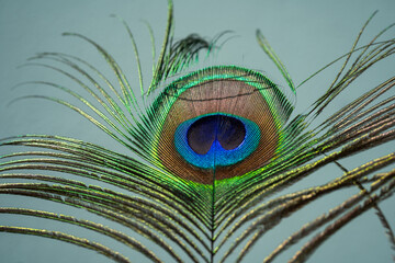 detail of a peacock (Pavo cristatus) feather