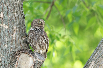 Little owl, Athene noctua. A bird sits in a tree and looks away