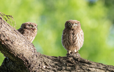 Little owl, Athene noctua. Two chicks sitting on a branch, one saying something to the other
