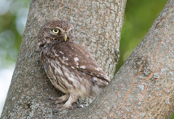 Little owl, Athene noctua. An adult bird sits in a tree between two trunks, looking away