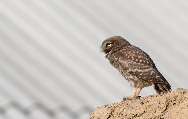 Little owl, Athene noctua. A young bird sits on the ruins of an old house and demands food
