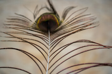 Obraz premium blurred close-up image of a peacock feather