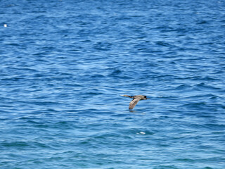 seagulls swimming in the sea