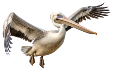 PNG Pelican animal flying bird.