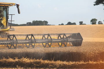 Harvesting Wheat Fields Under Clear Sky in Rural Landscape During Late Afternoon