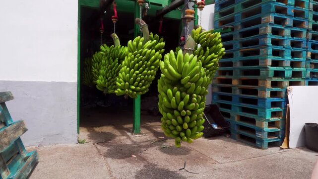Freshly harvested green banana bunches hanging on hooks inside an agricultural processing warehouse. Industrial equipment and stacked pallets highlight the production and distribution workflow of trop