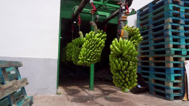 Freshly harvested green banana bunches hanging on hooks inside an agricultural processing warehouse. Industrial equipment and stacked pallets highlight the production and distribution workflow of trop