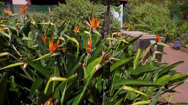 Bright Bird of Paradise flowers growing in a lush garden with tropical plants and a wooden pergola. Peaceful nature scene with vibrant greenery and sunny weather.