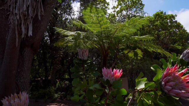 Tropical sunlight shining through lush green foliage with large blooming protea flowers in the foreground. Vibrant natural scene of exotic plants in a sunny forest environment