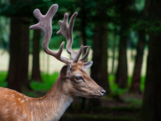 deer in the forest