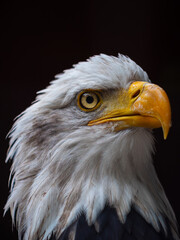 bald eagle portrait