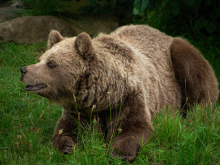 brown bear in the forest