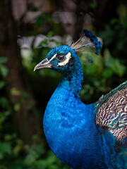 peafowl