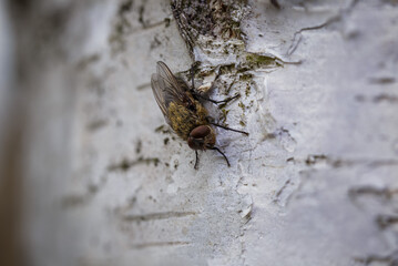 Close-Up View of a Fly on a Weathered Tree Bark in a Natural Setting