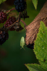 Green Aphid Feeding on Ripe Blackberries Among Leaves in a Garden Setting