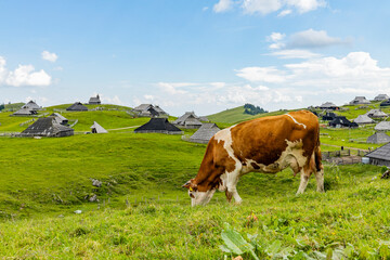 Naklejka premium Velika Planina, Kamnik, Slovenia. Lord of the Rings style village. Wooden typical houses, hills, green meadows, flowers where cows and calfs graze. High quality artisanal milk and cheeses. Holiday.