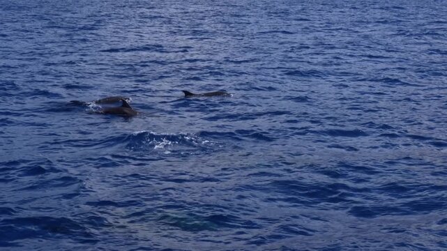 Pod of pilot whales swimming calmly on the surface of the deep blue ocean. Marine mammals glide through the water in a peaceful wildlife scene.