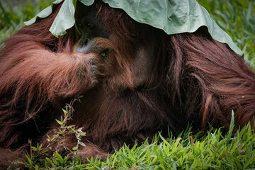 Orangutan orangutans  © badrudin