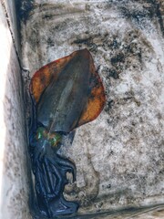 Freshly caught squid with vibrant iridescent eyes and color-shifting spots, resting in a cooler...