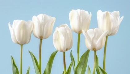 White Tulips Standing Tall Against a Soft Blue Background in Bright Natural Light
