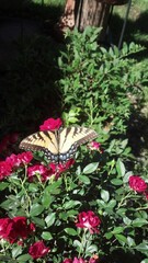 Naklejka premium butterfly on pink flowers 