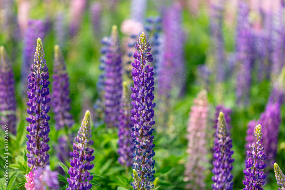 Poster lupine flowers in nature. close-up