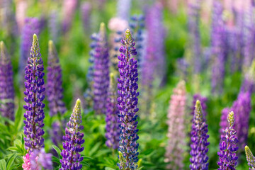 Lupine flowers in nature. Close-up