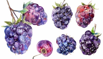 Freshly Picked Ripe Blackberries Gathered From a Vibrant Summer Garden in Bright Afternoon Light