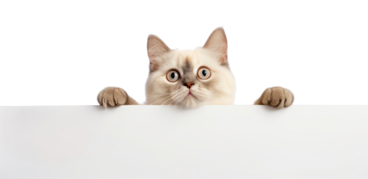 PNG Animal mammal kitten pet.