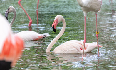 Portrait of a pink flamingo in the park