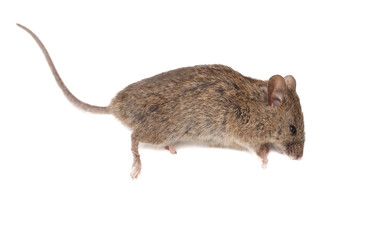 Mouse isolated white background. Close-up