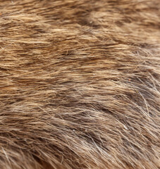 Mouse fur as an abstract background. Macro