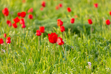 Field with red tulips in the steppe in spring as a background