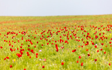 Field with red tulips in the steppe in spring as a background.