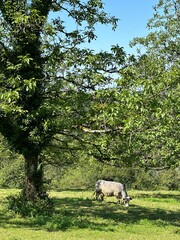 vache dans un pré