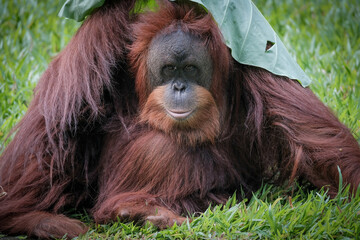 Borneo orangutan 