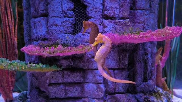 Sea horse swimming in sea, Hippocampus whitei, commonly known as White's seahorse