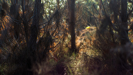 Obraz premium Forêt des Landes de Gascogne, en période automnale