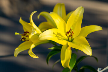 yellow flowers with red tips are in the foreground