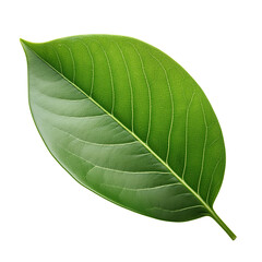 Obraz premium A leaf is shown in its natural form, with a green color and a smooth texture
