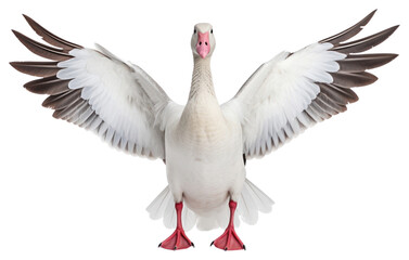 Obraz premium PNG Snow goose animal white bird.
