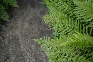 minimalist fern background