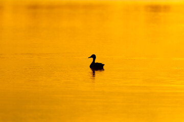 Mallard duck seen in silhouette floating in the Leon-Provancher Marsh during a summer sunrise morning, Neuville, Quebec, Canada