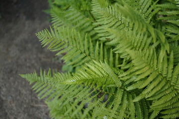 detail of fern plants
