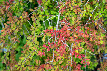  barberries plant (Berberis)