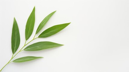 Fototapeta premium Willow leaf with a slender shape