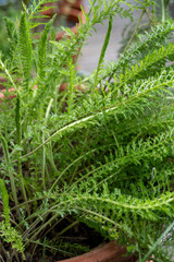 minimalist detail of yarrow leaves (Achillea millefolium)