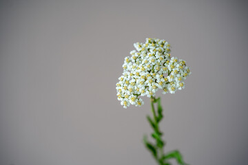 minimalist detail of yarrow plant bloom (Achillea millefolium)